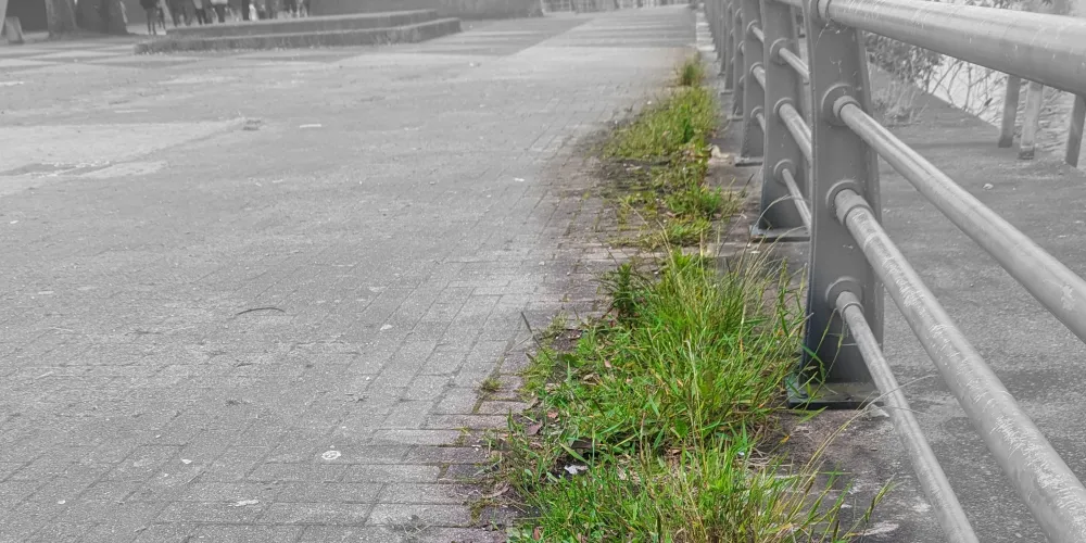 The 2026 Roadmap: Redefining Weed Management in the Amenity Sector